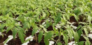 Источна Илиџа: Подјела садног материјала за прољећну сјетву