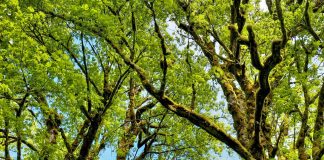 Медвјеђа лијеска на путу према Борикама