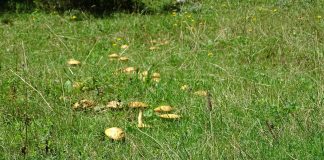 Иницијатива за покретање поступка о увођењу предмета „Планинарство и екологија“ у наставни процес – ГЛАС РЕГИЈЕ.057