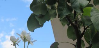 U Rogatici procvjetala kruška viljamovka – GLAS REGIJE.057