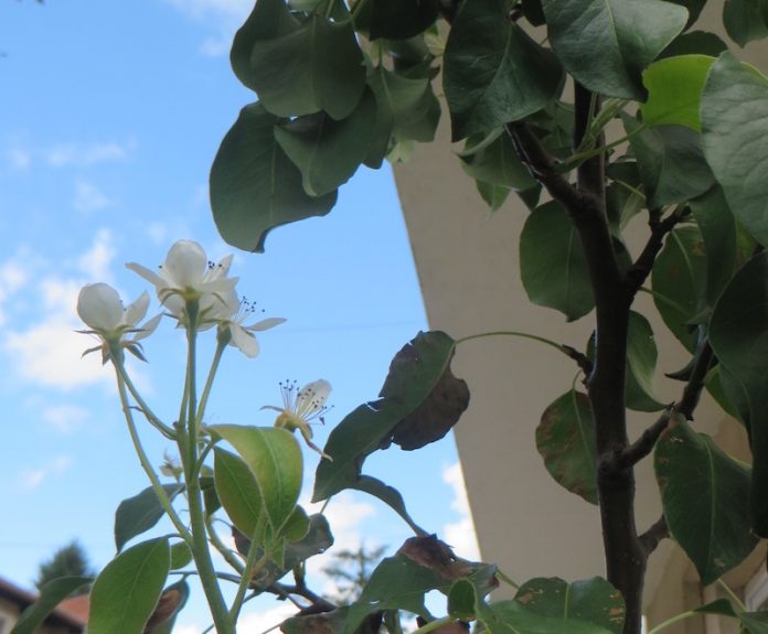 Rogatica-Cvijet-na-Draganovoj-viljamovki