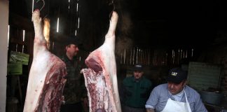 Svinjokolj u novembru na Sarajevsko-romanijskoj regiji – GLAS REGIJE.057