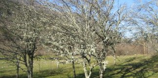 Рогатички воћари на мукама – ГЛАС РЕГИЈЕ.057