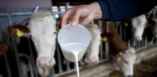 Мљекари Романије раде на побољшању услова за производњу више млијека – ГЛАС РЕГИЈЕ.057