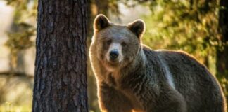 Све више медвједа на Сарајевско-романијиској регији – ГЛАС РЕГИЈЕ.057