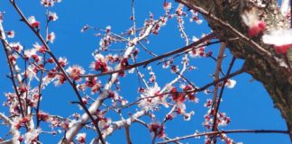 Невоље воћара у Рогатици – ГЛАС РЕГИЈЕ.057