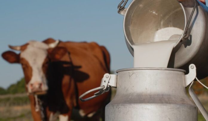 Krava-Mlijeko-768x448