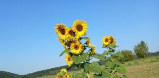 Љепотан у рогатичком врту – 057.ГР