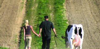 Соколац у 2025. години улаже пола милиона КМ у сточарство и пољопривреду – 057.ГР