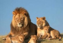 Свјетски дан животиња – 057. ГР